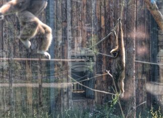 Приматите в столичния зоопарк получиха коледни подаръци