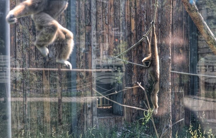 Приматите в столичния зоопарк получиха коледни подаръци