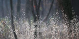 Времето, зима