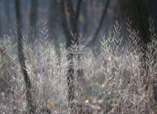 Времето, зима