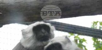 Алпака, ханумански лангур, зебра и бизонче са сред новите попълнения на Софийския зоопарк през 2025 г.