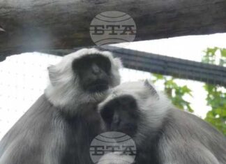 Алпака, ханумански лангур, зебра и бизонче са сред новите попълнения на Софийския зоопарк през 2025 г. Алпака, ханумански лангур, зебра и бизонче са сред новите попълнения на Софийския зоопарк през 2025 г.