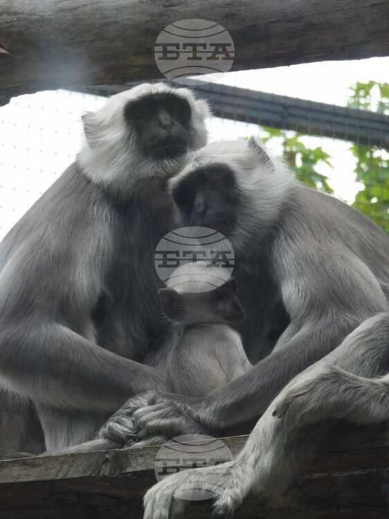 Алпака ханумански лангур зебра и бизонче са част от новите