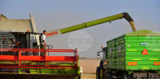 Цените на зърнените култури се стабилизираха по световните борси през изминалата седмица, отчитат експертите на ССБ