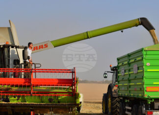 Цените на зърнените култури се стабилизираха по световните борси през изминалата седмица, отчитат експертите на ССБ