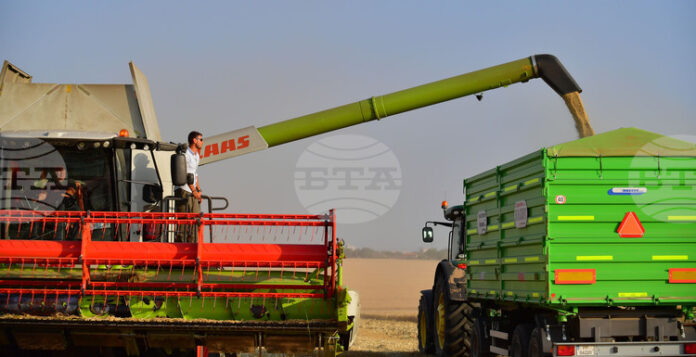 Цените на зърнените култури се стабилизираха по световните борси през изминалата седмица, отчитат експертите на ССБ