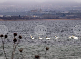 Оценяват състоянието на популацията на водолюбивите птици след годишното преброяване