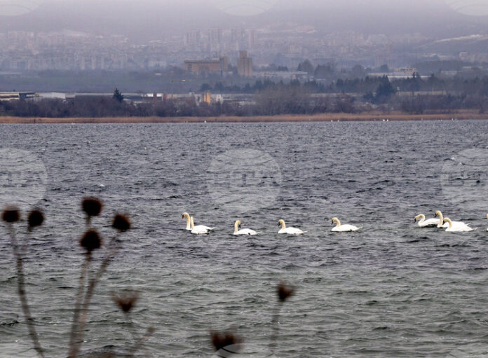 Оценяват състоянието на популацията на водолюбивите птици след годишното преброяване