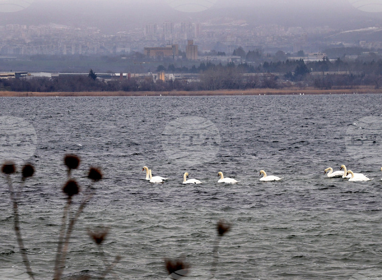 Оценяват състоянието на популацията на водолюбивите птици след годишното преброяване