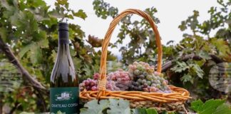 Рекорден брой проби за дегустация, представени от участници от цялата страна, се надпреварват в тазгодишния конкурс "Най-добро домашно вино" на община Асеновград