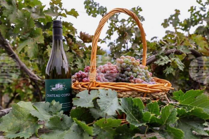 Рекорден брой проби за дегустация, представени от участници от цялата страна, се надпреварват в тазгодишния конкурс "Най-добро домашно вино" на община Асеновград