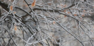 Жълт код за ниски температури е обявен за утре в 14 области в страната