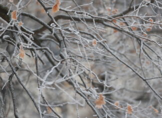 Жълт код за ниски температури е обявен за утре в 14 области в страната