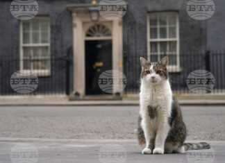 Котаракът Лари