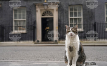 Котаракът Лари