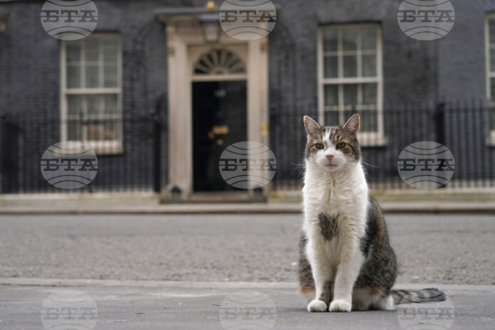 Котаракът Лари