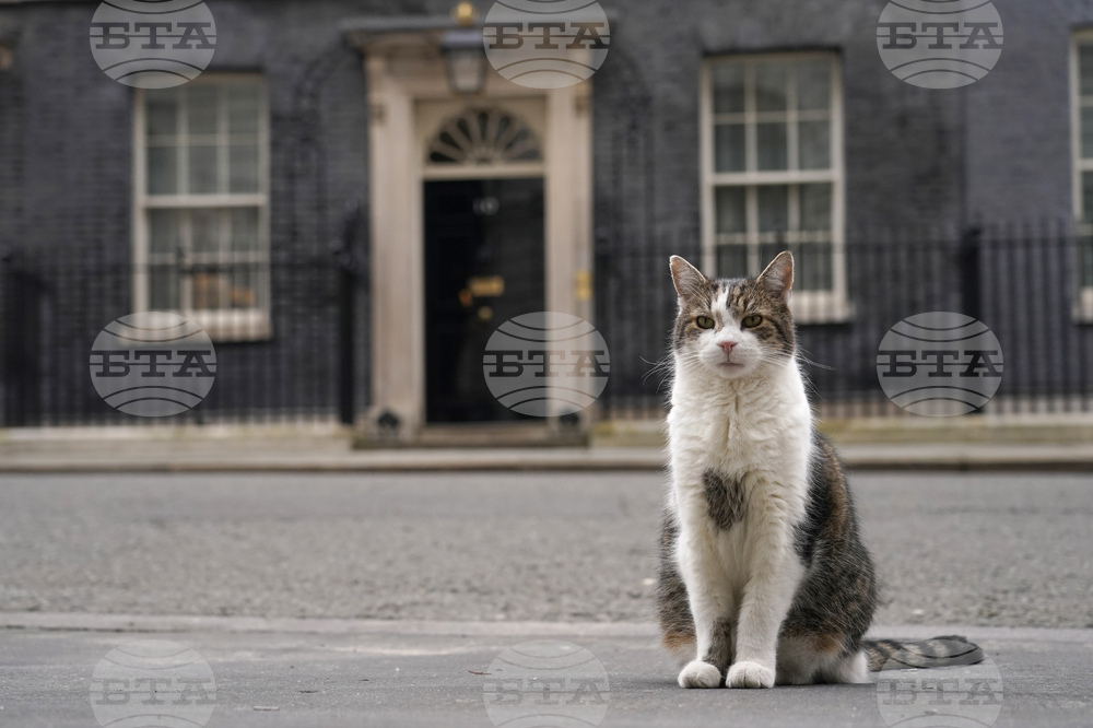 Котаракът Лари