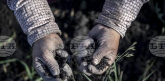 АА: Според ново проучване 70–100% от гените на европейците идват преди хилядолетия от западноанадолски земеделци