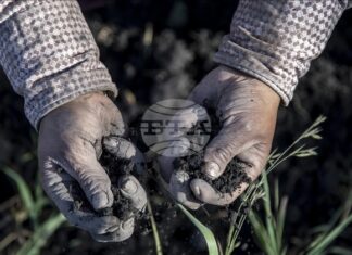 АА: Според ново проучване 70–100% от гените на европейците идват преди хилядолетия от западноанадолски земеделци