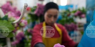 Американските мита заплашват цветарската индустрия в Колумбия в разгара на трескавата търговия за Свети Валентин