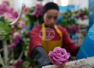 Американските мита заплашват цветарската индустрия в Колумбия в разгара на трескавата търговия за Свети Валентин Американските мита заплашват цветарската индустрия в Колумбия в разгара на трескавата търговия за Свети Валентин