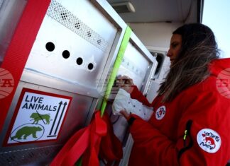 Две мечки от Аржентина пристигнаха на летище „Васил Левски“, за да намерят нов живот в България Две мечки от Аржентина пристигнаха на летище „Васил Левски“, за да намерят нов живот в България