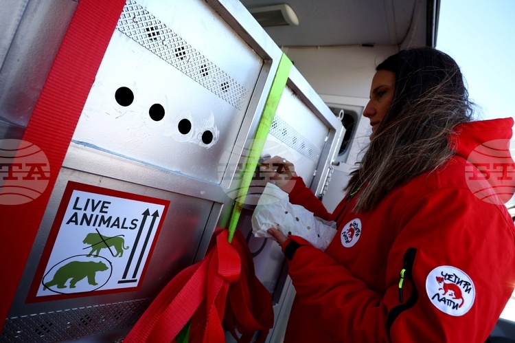 Две мечки от Аржентина пристигнаха на летище „Васил Левски“, за да намерят нов живот в България