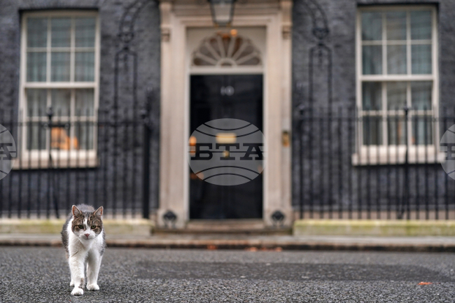 Котаракът Лари