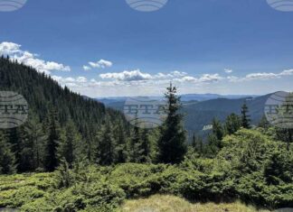 Горските предприятия и агенция по горите нямат споразумения с неправителствени организации за дейността си, съобщиха от земеделското министерство