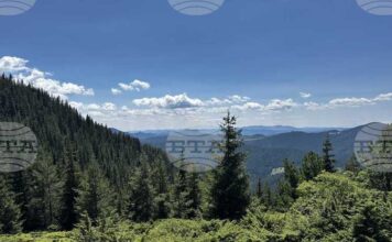 Горските предприятия и агенция по горите нямат споразумения с неправителствени организации за дейността си, съобщиха от земеделското министерство