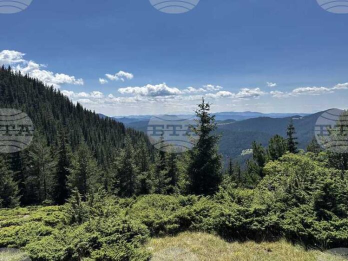 Горските предприятия и агенция по горите нямат споразумения с неправителствени организации за дейността си, съобщиха от земеделското министерство