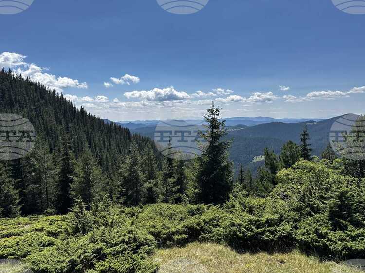 Горските предприятия и агенция по горите нямат споразумения с неправителствени организации за дейността си, съобщиха от земеделското министерство