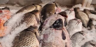 Измамите с риба са широко разпространени на пазарите по целия свят и има все по-голям брой инструменти за борба с тях, сочи доклад на ФАО