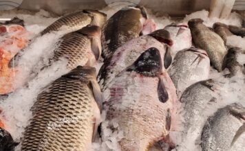 Измамите с риба са широко разпространени на пазарите по целия свят и има все по-голям брой инструменти за борба с тях, сочи доклад на ФАО