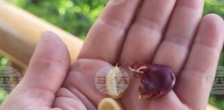 Милиарди чаши кафе на ден, зад които стоят много хора