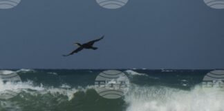 Националният борд за разследване на произшествията в транспорта ще установява причините за потъналия кораб край Маслен нос