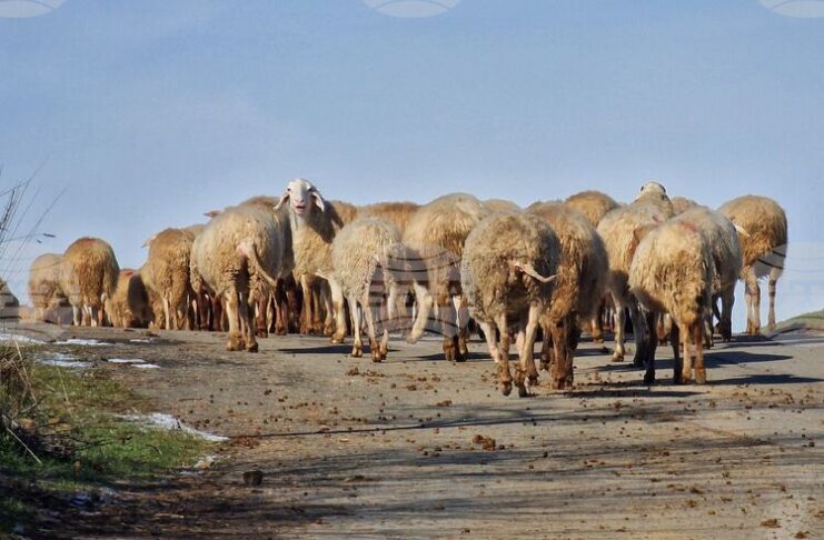Огнище на шарка по дребните преживни животни е било установено в с. Ръжево Конаре