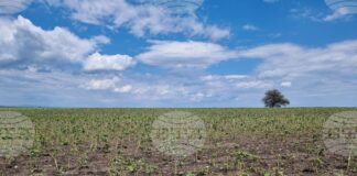 От 2 до 10 март земеделските стопани могат да заявяват подпомагане за пропаднали площи от градушка, буря и суша, настъпили през 2024 г.