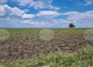 От 2 до 10 март земеделските стопани могат да заявяват подпомагане за пропаднали площи от градушка, буря и суша, настъпили през 2024 г. От 2 до 10 март земеделските стопани могат да заявяват подпомагане за пропаднали площи от градушка, буря и суша, настъпили през 2024 г.