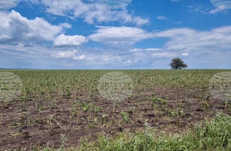 От 2 до 10 март земеделските стопани могат да заявяват подпомагане за пропаднали площи от градушка, буря и суша, настъпили през 2024 г.