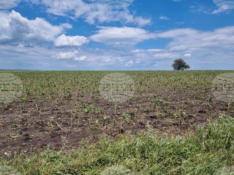 От 2 до 10 март земеделските стопани могат да заявяват подпомагане за пропаднали площи от градушка, буря и суша, настъпили през 2024 г.