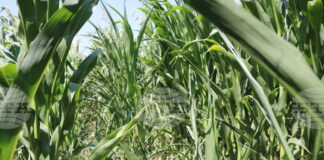 Умерено възстановяване на цените на зърнените култури на стоковите пазари в края на февруари отчитат експертите на Софийската стокова борса