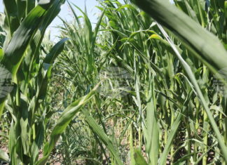 Умерено възстановяване на цените на зърнените култури на стоковите пазари в края на февруари отчитат експертите на Софийската стокова борса