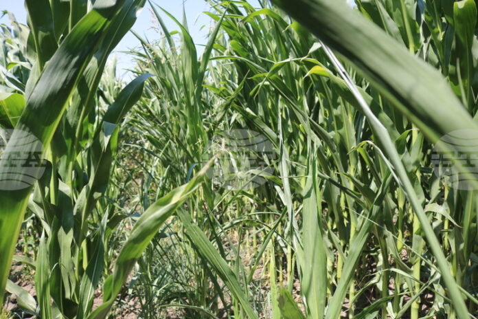 Умерено възстановяване на цените на зърнените култури на стоковите пазари Умерено възстановяване на цените на зърнените култури на стоковите пазари в края на февруари отчитат експертите на Софийската стокова борса