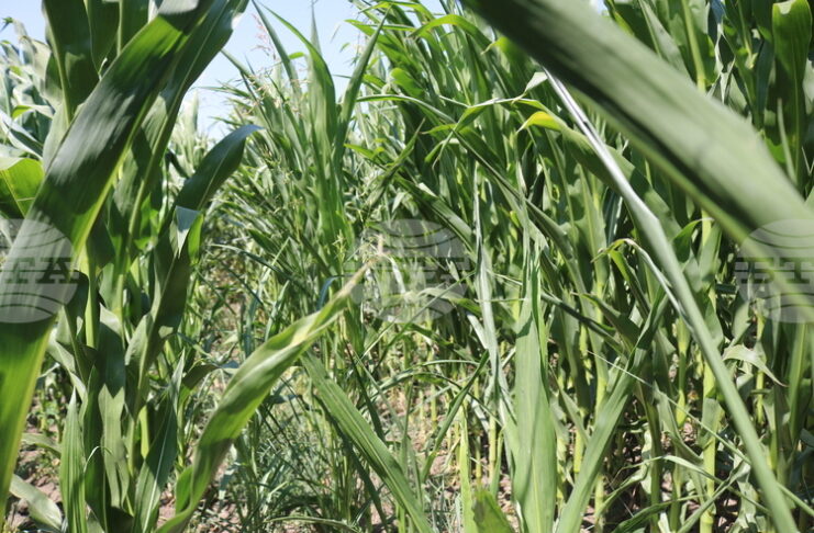 Умерено възстановяване на цените на зърнените култури на стоковите пазари в края на февруари отчитат експертите на Софийската стокова борса