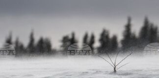 Времето в планините е подходящо за ски, съобщиха от Планинската спасителна служба на БЧК