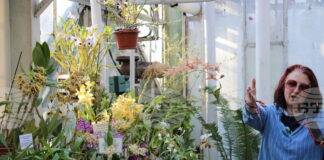 Африканска цъфтяща ванилия e показана за първи път в изложбата на орхидеи в Ботаническата градина на БАН