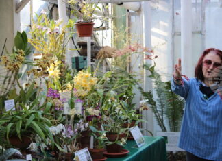 Африканска цъфтяща ванилия e показана за първи път в изложбата на орхидеи в Ботаническата градина на БАН Африканска цъфтяща ванилия e показана за първи път в изложбата на орхидеи в Ботаническата градина на БАН