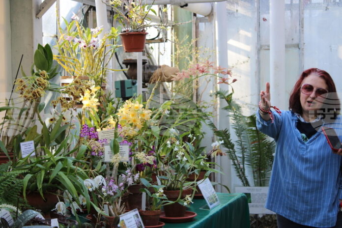 Африканска цъфтяща ванилия e показана за първи път в изложбата на орхидеи в Ботаническата градина на БАН