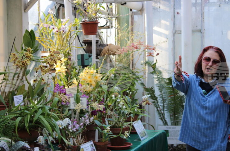 Африканска цъфтяща ванилия e показана за първи път в изложбата на орхидеи в Ботаническата градина на БАН